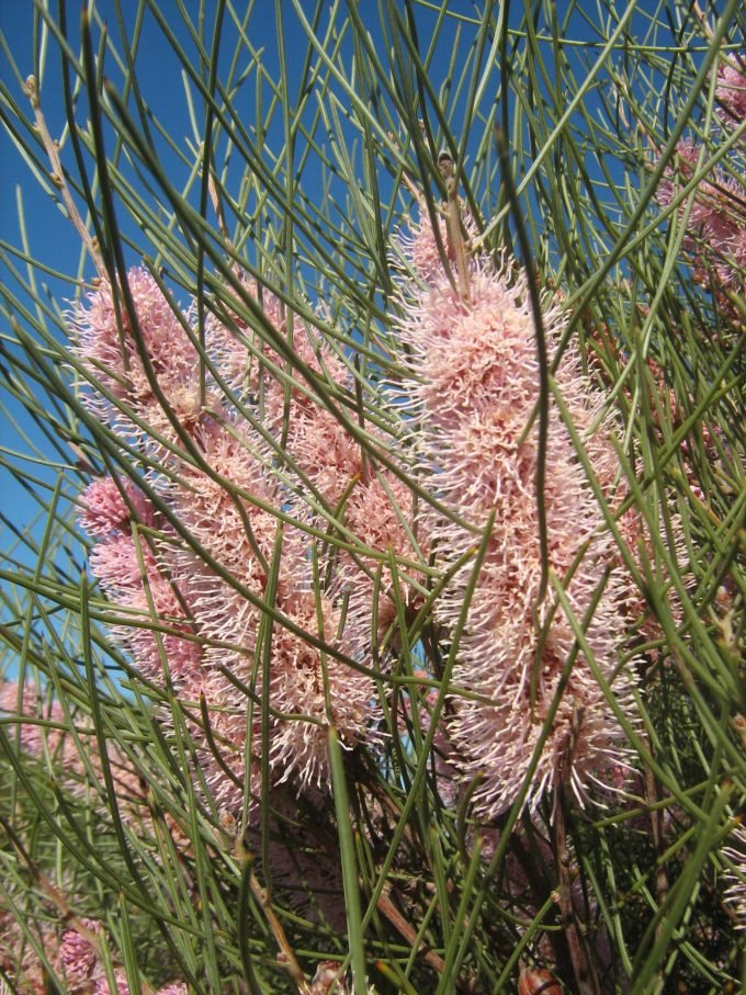 Kangaroo Island Hakea (Hakea scoparia) - Ladybird Nursery