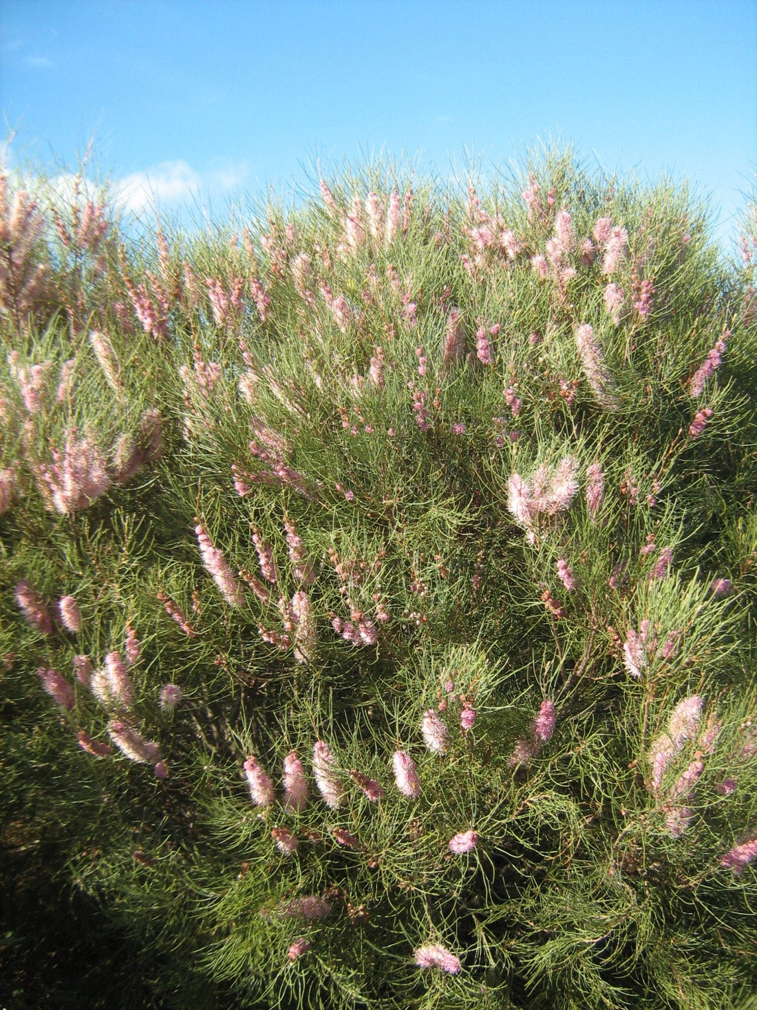 Kangaroo Island Hakea (Hakea scoparia) - Ladybird Nursery