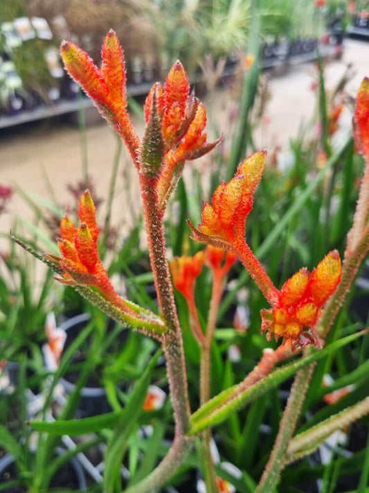 Kangaroo Paw Amber Velvet (Anigozanthos hybrid)