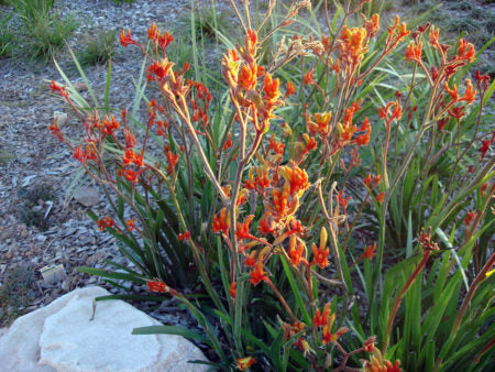 Kangaroo Paw Amber Velvet (Anigozanthos hybrid)