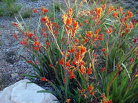Kangaroo Paw Amber Velvet (Anigozanthos hybrid)