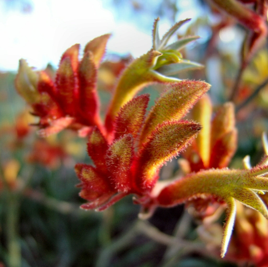Kangaroo Paw Amber Velvet (Anigozanthos hybrid)