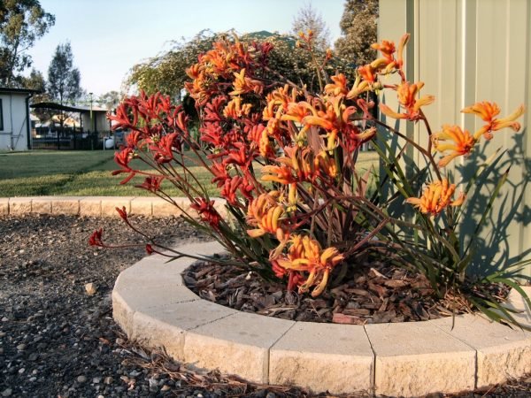 Kangaroo Paw 'Amber Velvet' (Anigozanthos hybrid) - Ladybird Nursery