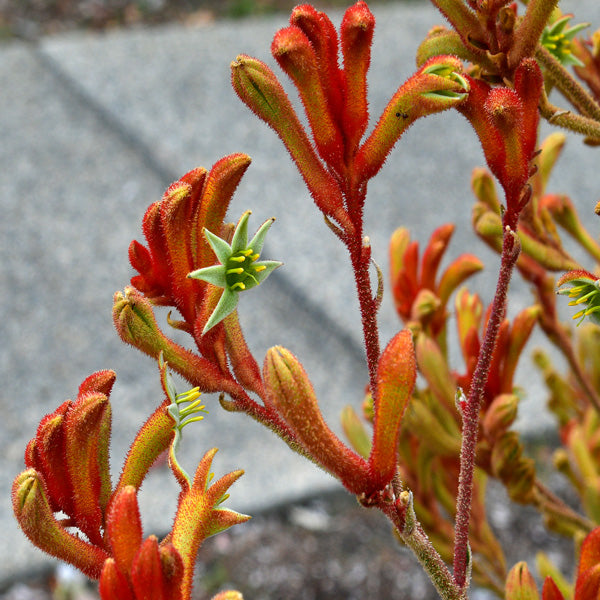 Kangaroo Paw Amber Velvet (Anigozanthos hybrid)