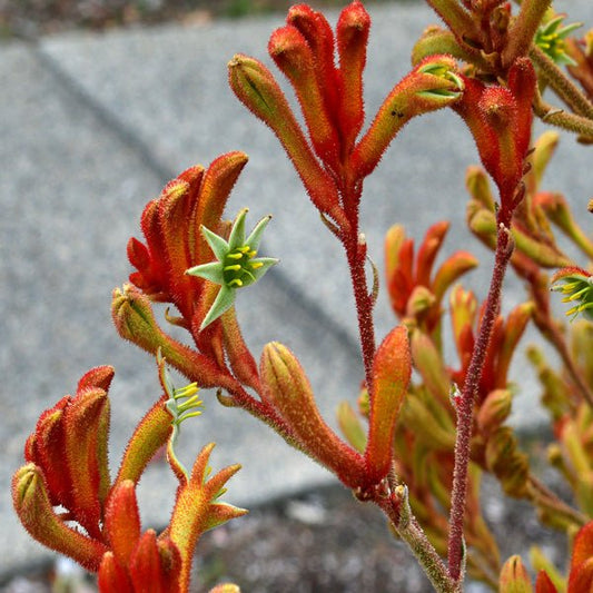 Kangaroo Paw 'Amber Velvet' (Anigozanthos hybrid) - Ladybird Nursery