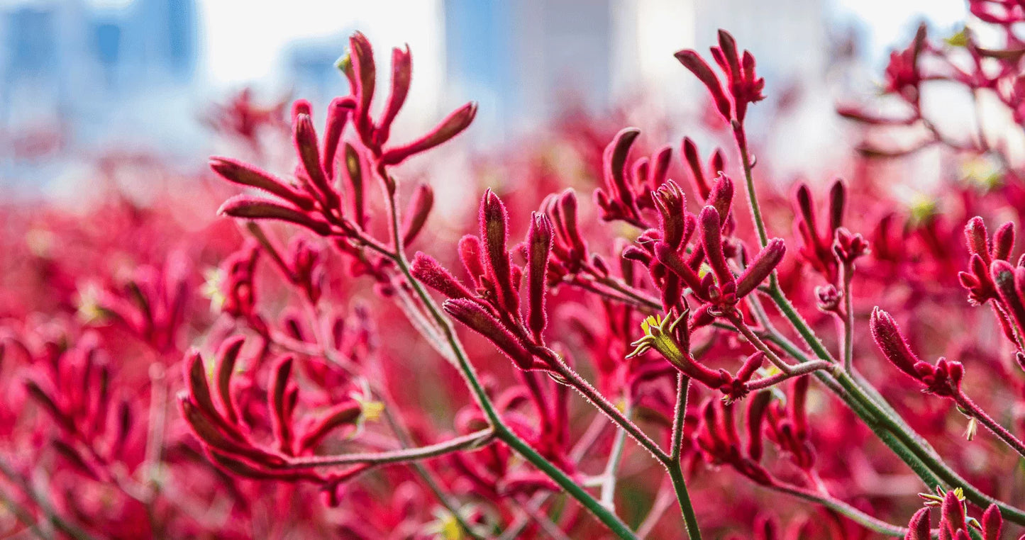 Kangaroo Paw Big Red (Anigozanthos)
