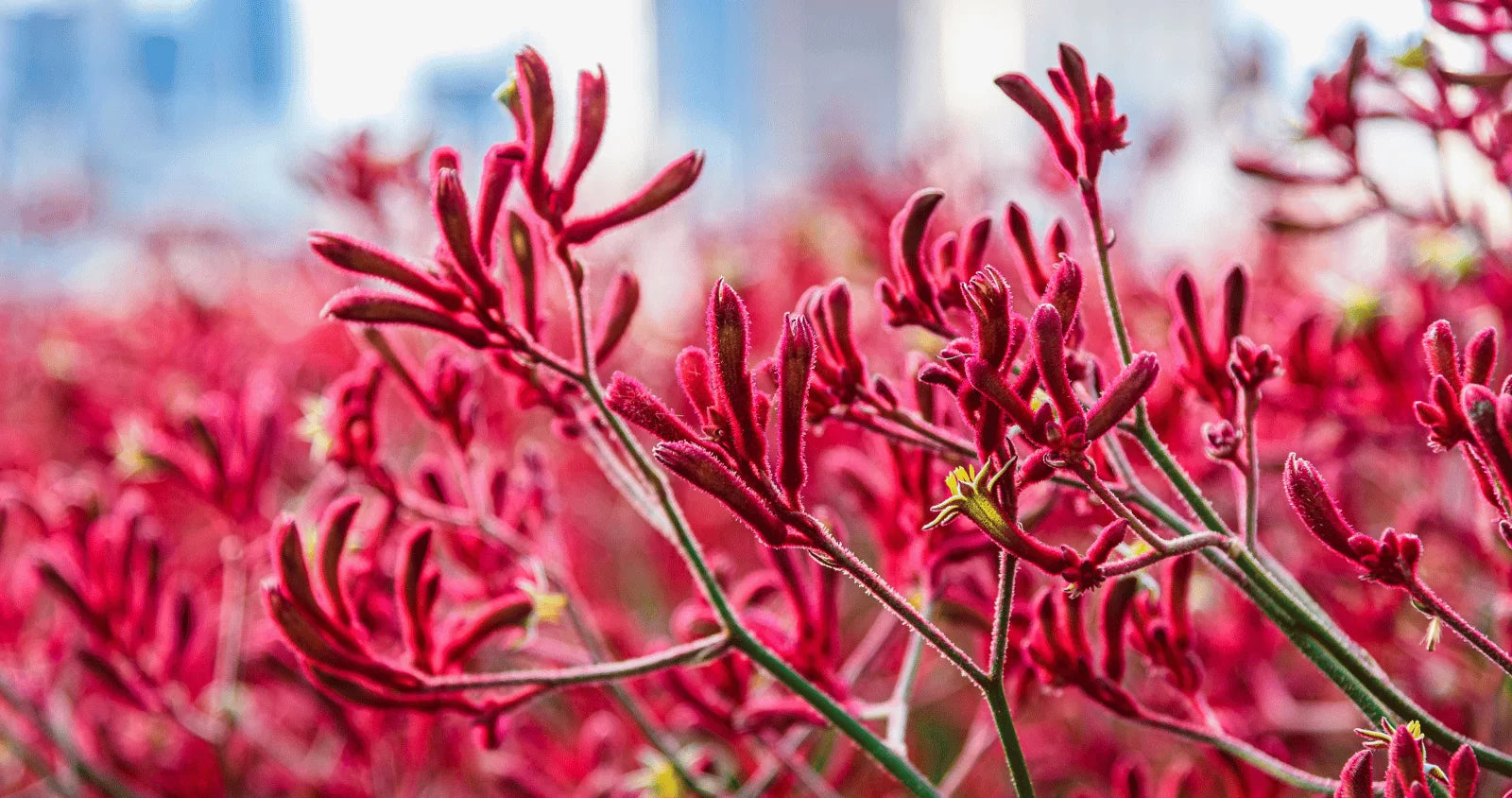 Kangaroo Paw Big Red (Anigozanthos)