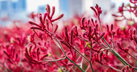 Kangaroo Paw 'Big Red' (Anigozanthos) - Ladybird Nursery
