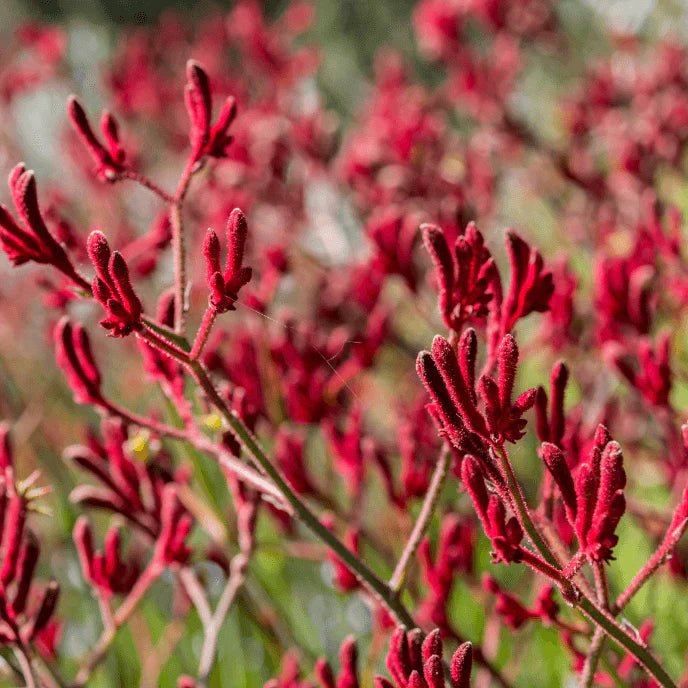 Kangaroo Paw 'Big Red' (Anigozanthos) - Ladybird Nursery