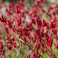 Kangaroo Paw Big Red (Anigozanthos)