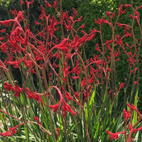 Kangaroo Paw 'Big Red' (Anigozanthos) - Ladybird Nursery
