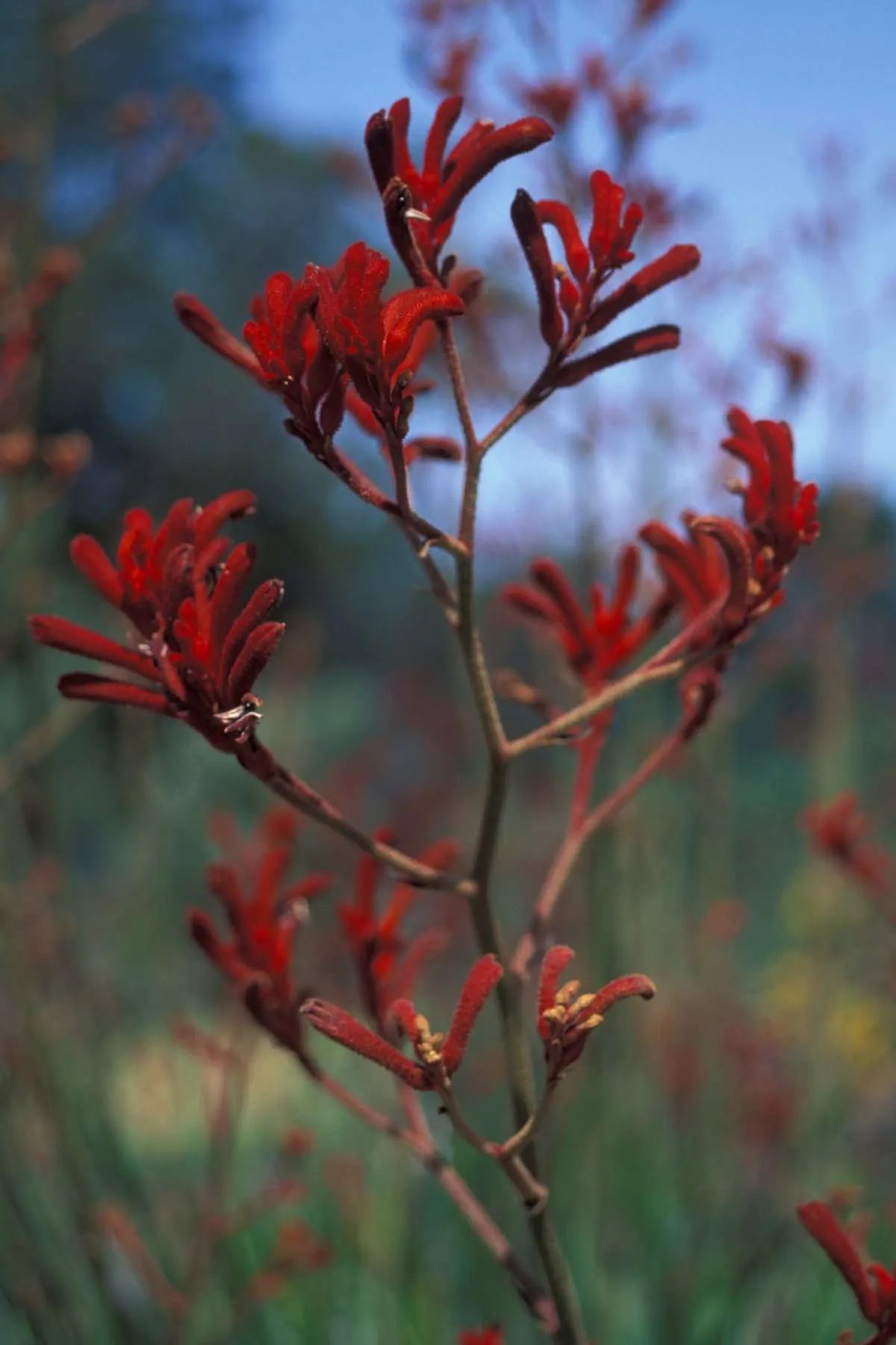 Kangaroo Paw Big Red (Anigozanthos)