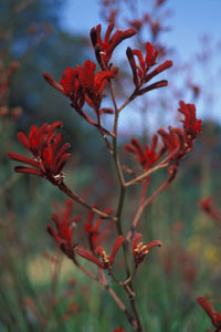 Kangaroo Paw 'Big Red' (Anigozanthos) - Ladybird Nursery