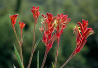 Kangaroo Paw 'Bush Ballad' (Anigozanthos)