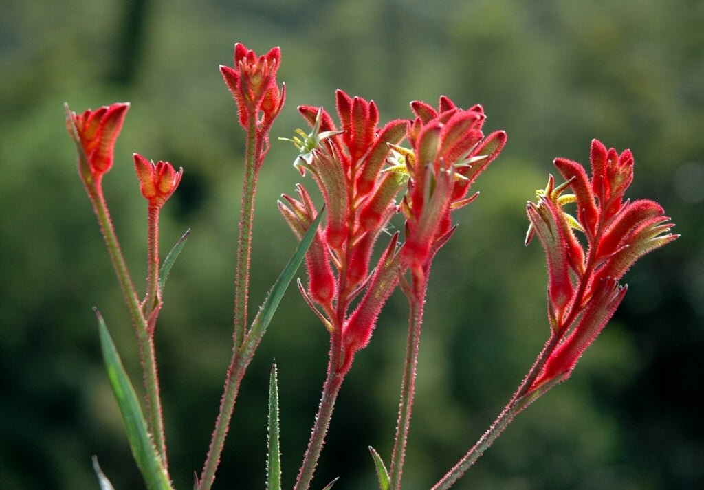 Kangaroo Paw 'Bush Ballad' (Anigozanthos) - Ladybird Nursery