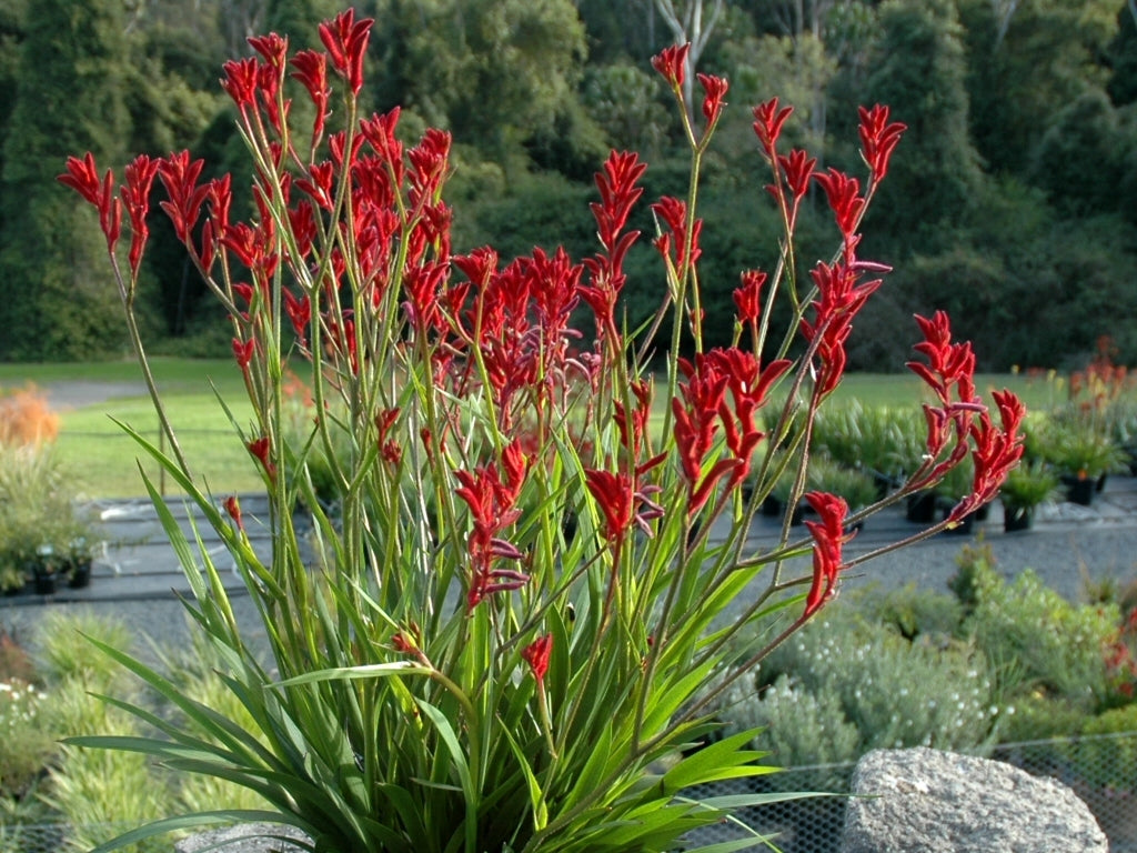 Kangaroo Paw 'Bush Ballad' (Anigozanthos)