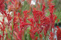 Kangaroo Paw 'Bush Ballad' (Anigozanthos) - Ladybird Nursery