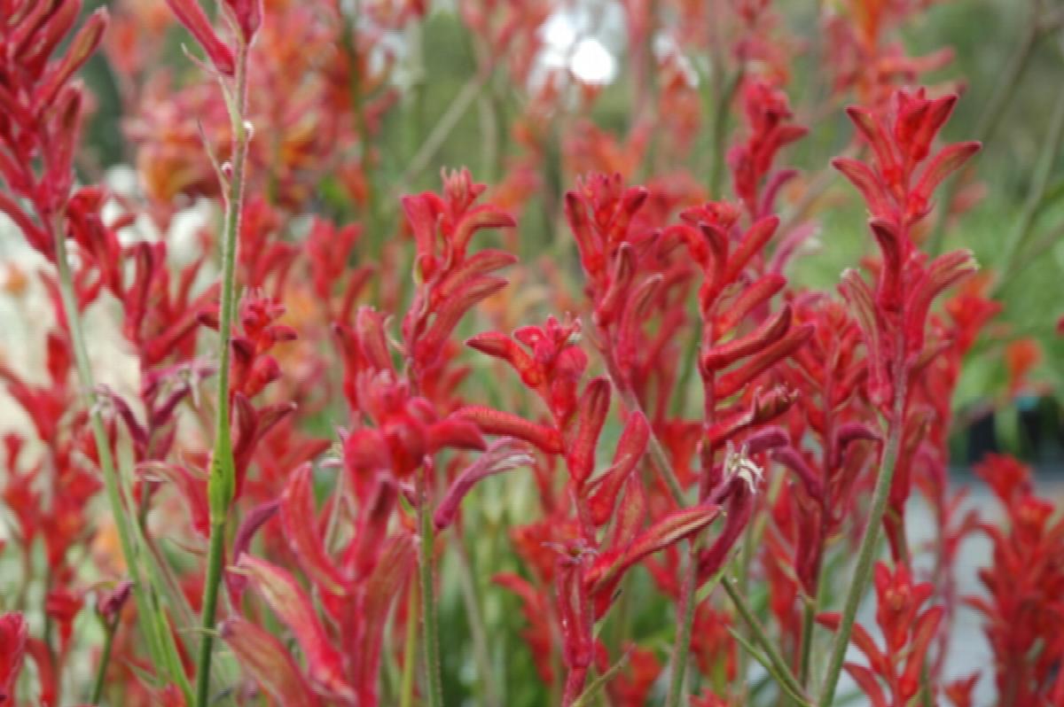 Kangaroo Paw 'Bush Ballad' (Anigozanthos) - Ladybird Nursery