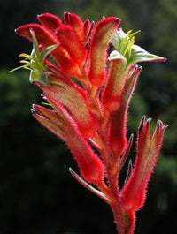 Kangaroo Paw 'Bush Ballad' (Anigozanthos)