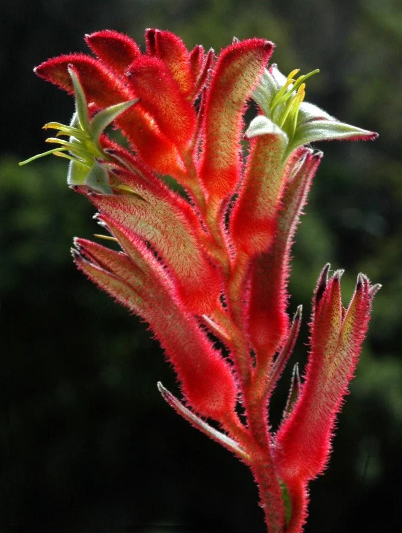 Kangaroo Paw 'Bush Ballad' (Anigozanthos) - Ladybird Nursery