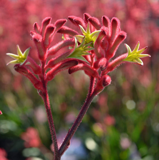 Kangaroo Paw 'Bush Ballad' (Anigozanthos) - Ladybird Nursery