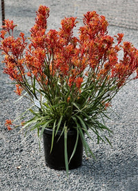 Kangaroo Paw 'Bush Blitz' (Anigozanthos) - Ladybird Nursery