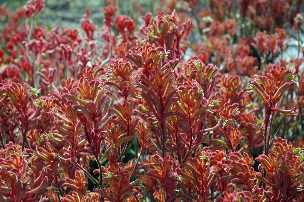 Kangaroo Paw 'Bush Blitz' (Anigozanthos) - Ladybird Nursery