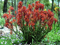 Kangaroo Paw Bush Blitz (Anigozanthos)