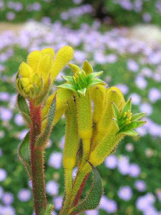 Green Kangaroo Paw(Anigozanthos hybrid KPAUSP)
