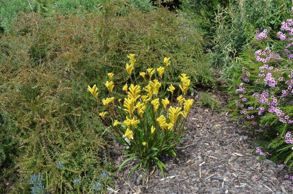 Green Kangaroo Paw(Anigozanthos hybrid KPAUSP)