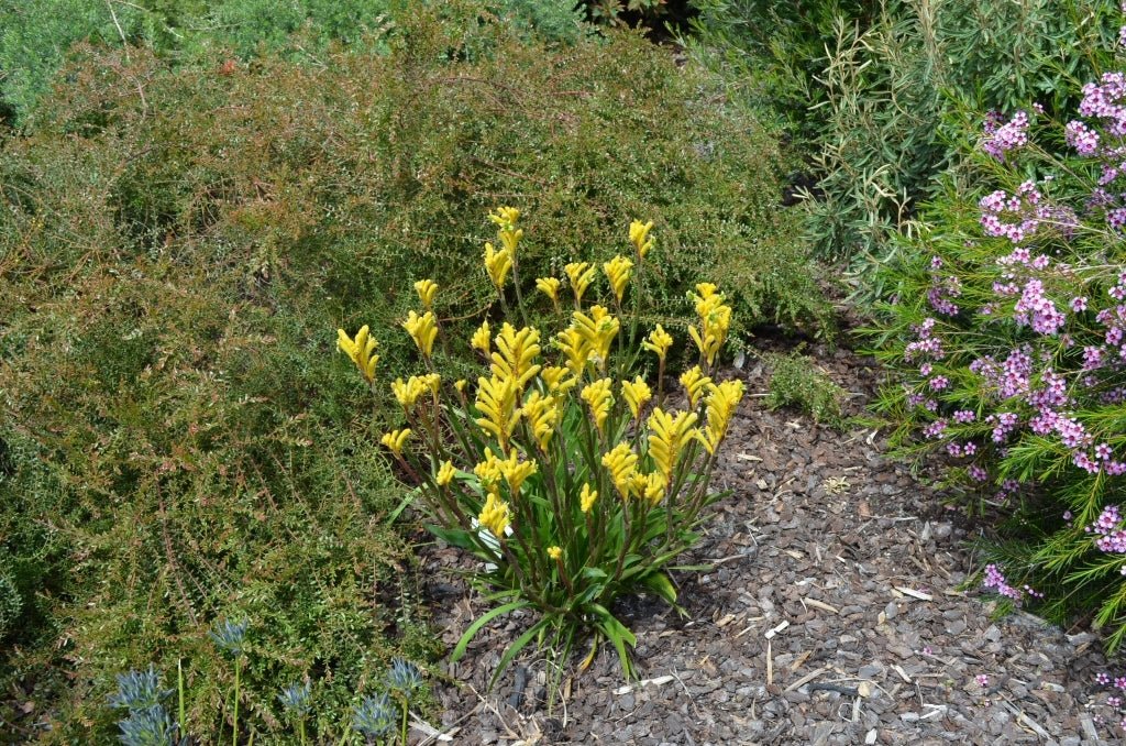 Kangaroo Paw 'Aussie Spirit' (Anigozanthos) - Ladybird Nursery