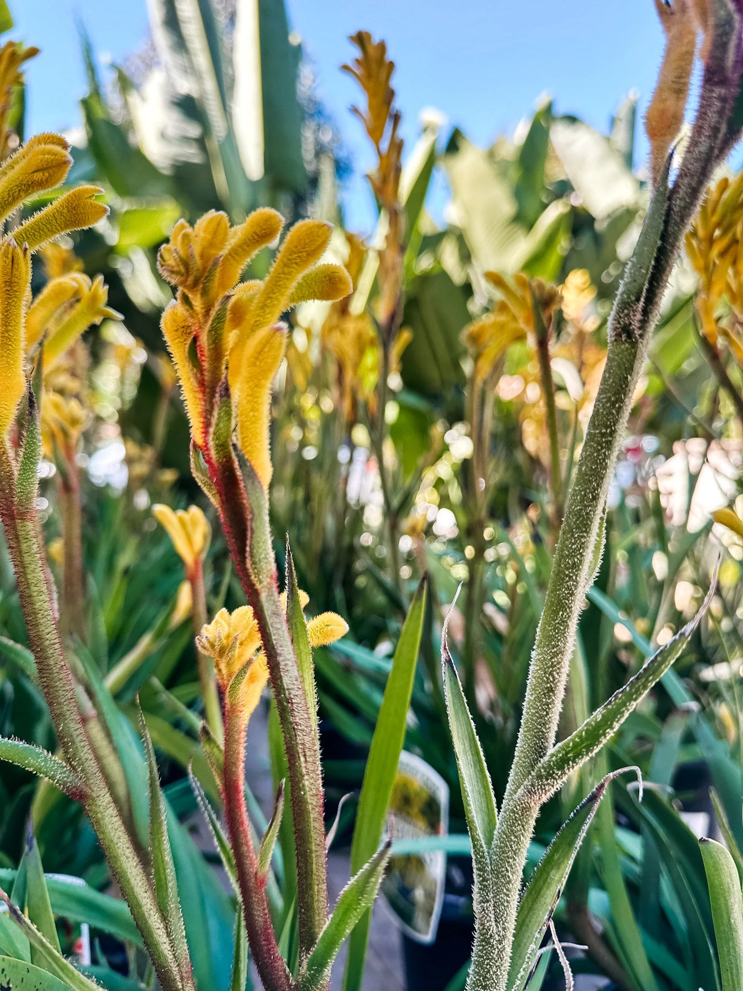 Green Kangaroo Paw(Anigozanthos hybrid KPAUSP)