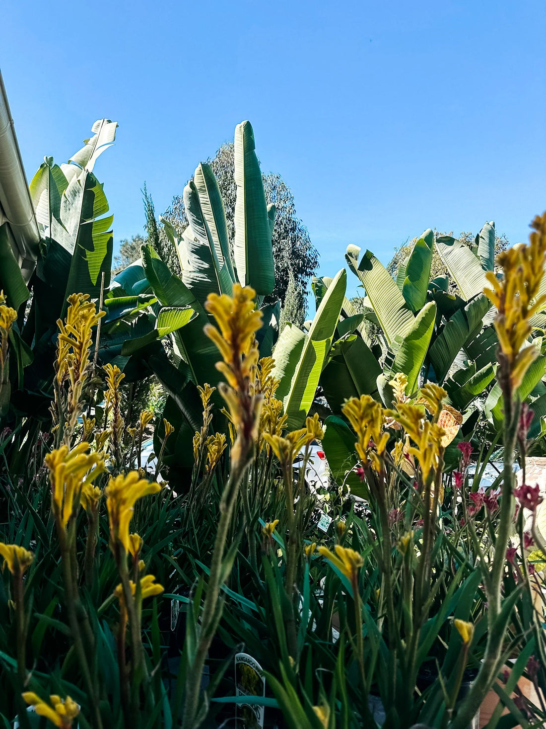 Kangaroo Paw 'Aussie Spirit' (Anigozanthos) - Ladybird Nursery