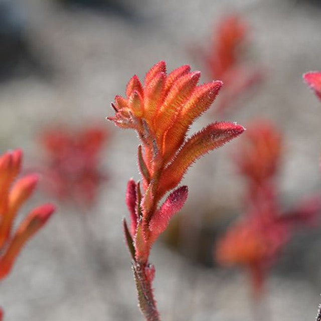 Kangaroo Paw 'Bush Coral' (Anigozanthos) - Ladybird Nursery
