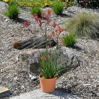 Kangaroo Paw 'Bush Coral' (Anigozanthos) - Ladybird Nursery