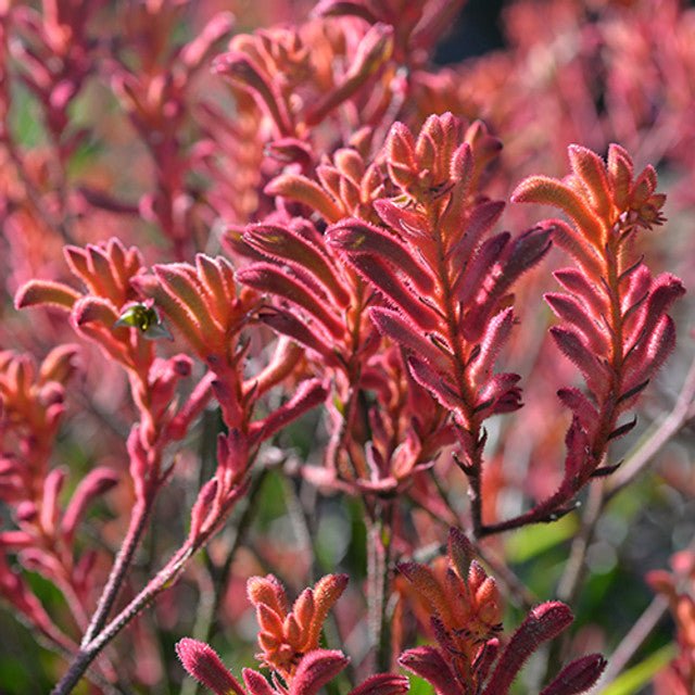 Kangaroo Paw 'Bush Coral' (Anigozanthos) - Ladybird Nursery