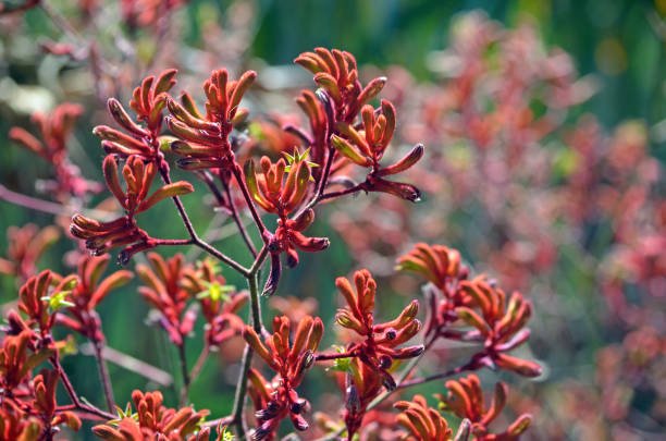 Kangaroo Paw 'Bush Coral' (Anigozanthos) - Ladybird Nursery