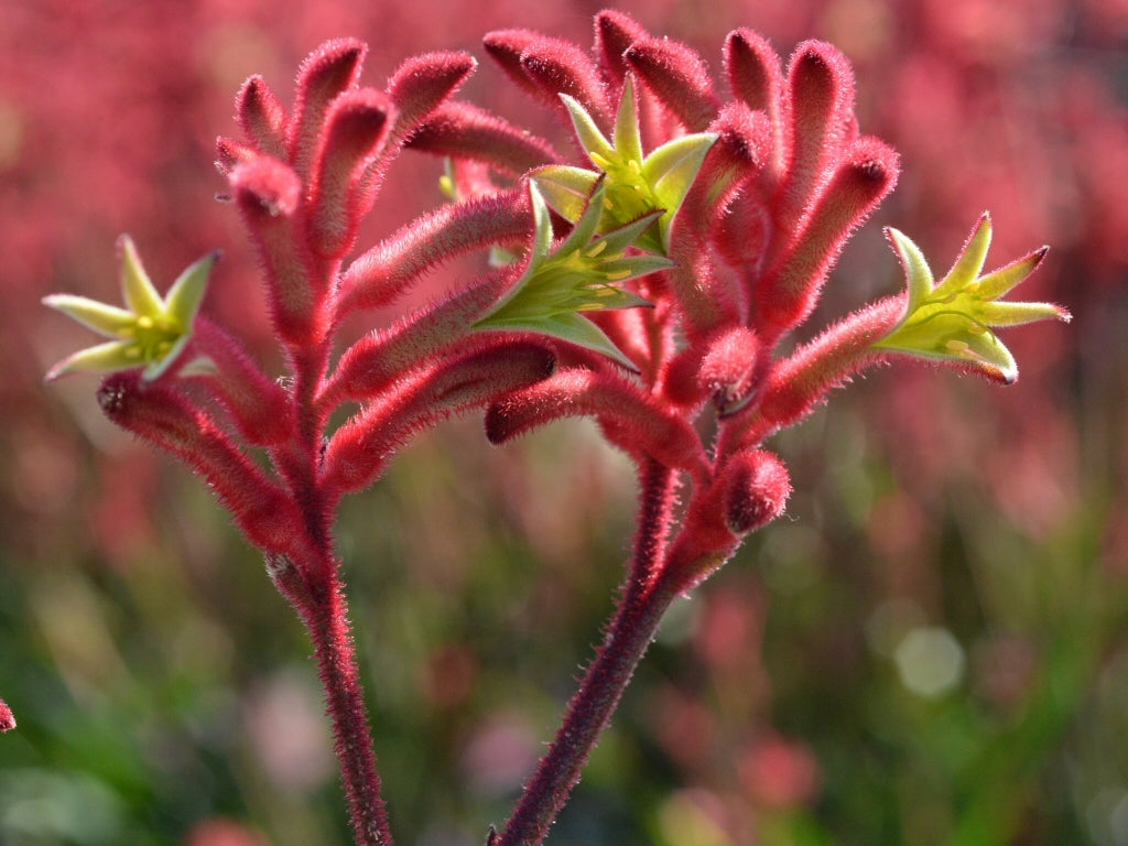 Kangaroo Paw Bush Crystal (Anigozanthos)
