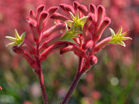 Kangaroo Paw Bush Crystal (Anigozanthos)