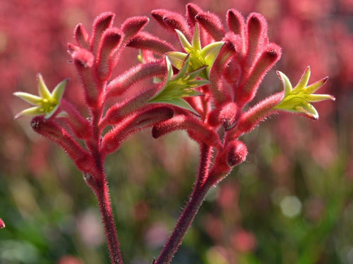 Kangaroo Paw 'Bush Crystal' (Anigozanthos) - Ladybird Nursery