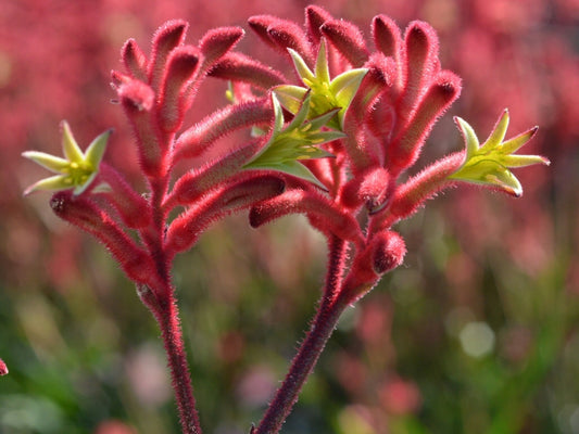 Kangaroo Paw Bush Crystal (Anigozanthos)