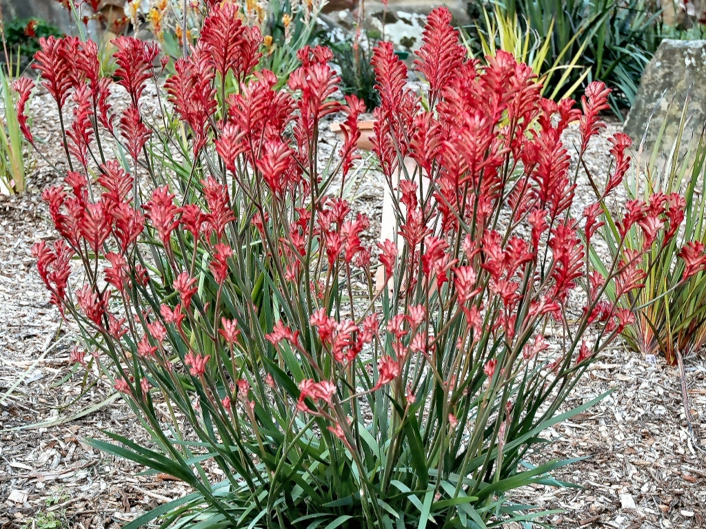 Kangaroo Paw Bush Crystal (Anigozanthos)