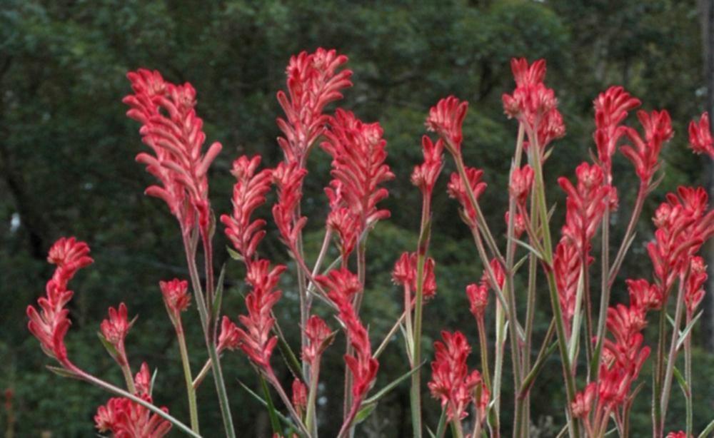Kangaroo Paw Bush Crystal (Anigozanthos)
