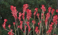 Kangaroo Paw Bush Crystal (Anigozanthos)