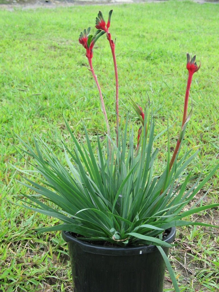 Kangaroo Paw 'Bush Dance' (Anigozanthos) - Ladybird Nursery