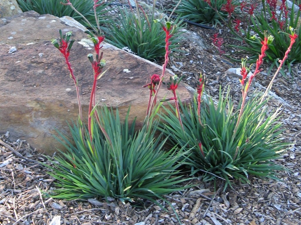 Kangaroo Paw 'Bush Dance' (Anigozanthos) - Ladybird Nursery