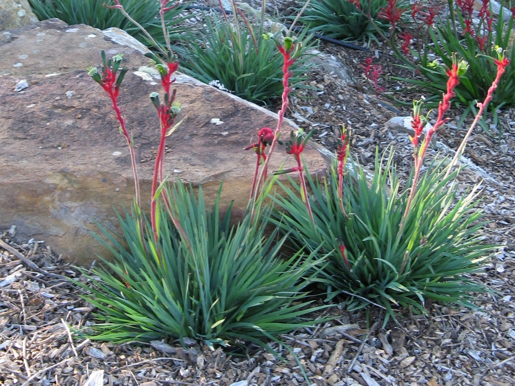 Kangaroo Paw Bush Dance (Anigozanthos)