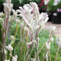 Kangaroo Paw 'Bush Diamond' (Anigozanthos)