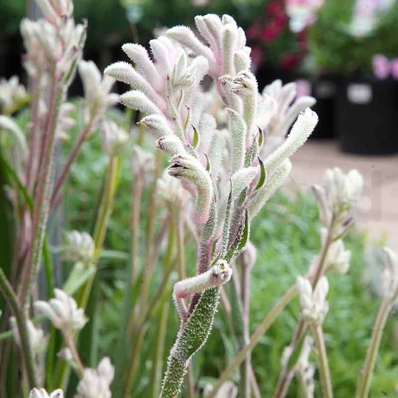 Kangaroo Paw 'Bush Diamond' (Anigozanthos) - Ladybird Nursery