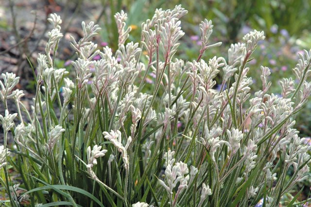 Kangaroo Paw 'Bush Diamond' (Anigozanthos) - Ladybird Nursery